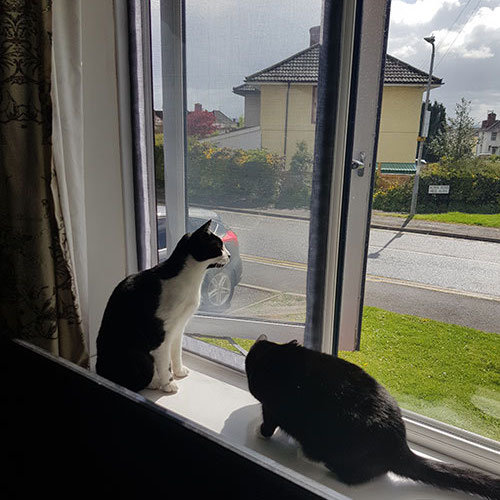 Malha de Janela para Gatos, imagem 9